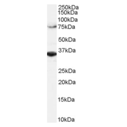 Western Blot - Anti-ORC3 Antibody (A82743) - Antibodies.com