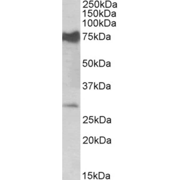 Western Blot - Anti-NMNAT3 Antibody (A82746) - Antibodies.com