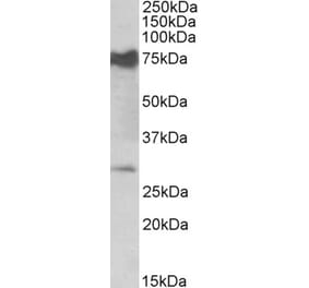 Western Blot - Anti-Nmnat3 Antibody (A82746) - Antibodies.com