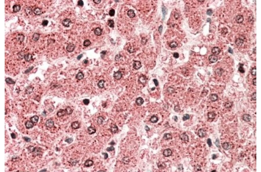Immunohistochemistry - Anti-ALDH5A1/SSADH Antibody (A82749) - Antibodies.com