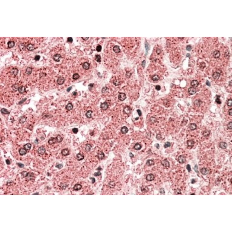 Immunohistochemistry - Anti-ALDH5A1/SSADH Antibody (A82749) - Antibodies.com