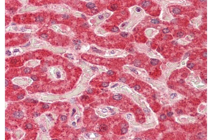 Immunohistochemistry - Anti-ALDH5A1/SSADH Antibody (A82751) - Antibodies.com