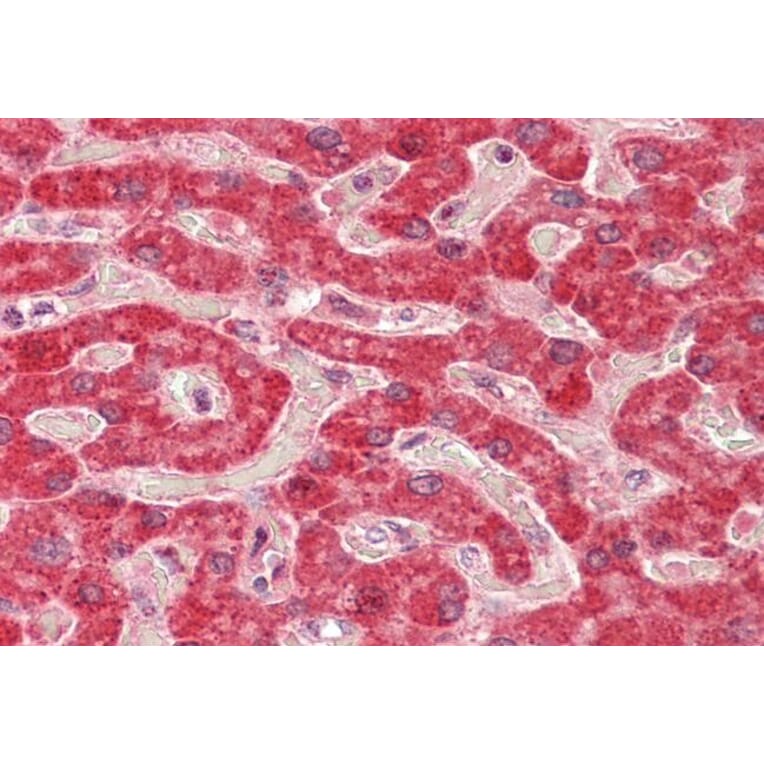 Immunohistochemistry - Anti-ALDH5A1/SSADH Antibody (A82751) - Antibodies.com