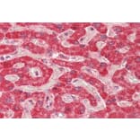 Immunohistochemistry - Anti-ALDH5A1/SSADH Antibody (A82751) - Antibodies.com