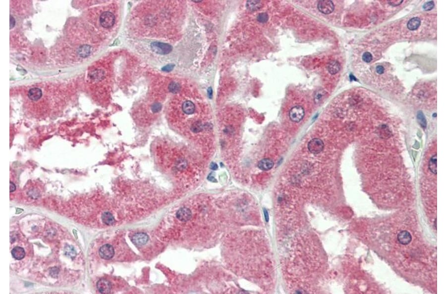 Immunohistochemistry - Anti-SLC47A2 Antibody (A82752) - Antibodies.com