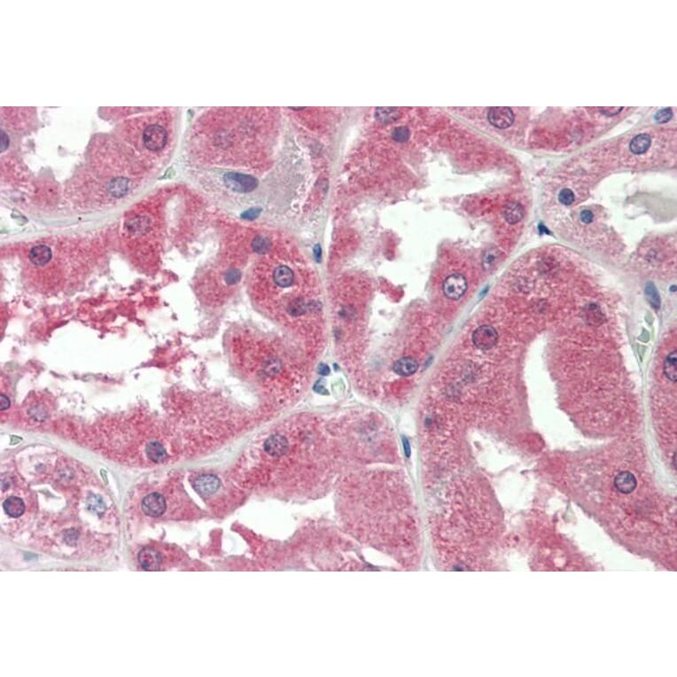 Immunohistochemistry - Anti-SLC47A2 Antibody (A82752) - Antibodies.com