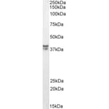 Western Blot - Anti-MSI2 Antibody (A82754) - Antibodies.com