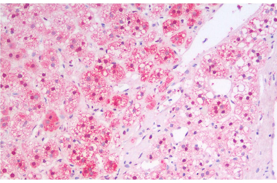 Immunohistochemistry - Anti-MSI2 Antibody (A82754) - Antibodies.com