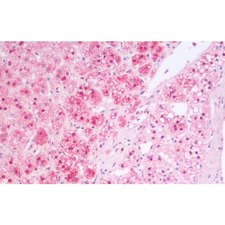 Immunohistochemistry - Anti-MSI2 Antibody (A82754) - Antibodies.com