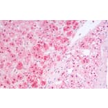 Immunohistochemistry - Anti-MSI2 Antibody (A82754) - Antibodies.com