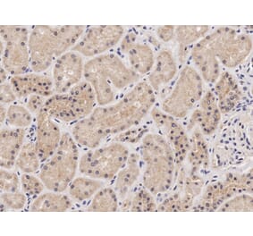 Immunohistochemistry - Anti-NIPBL Antibody (A82755) - Antibodies.com