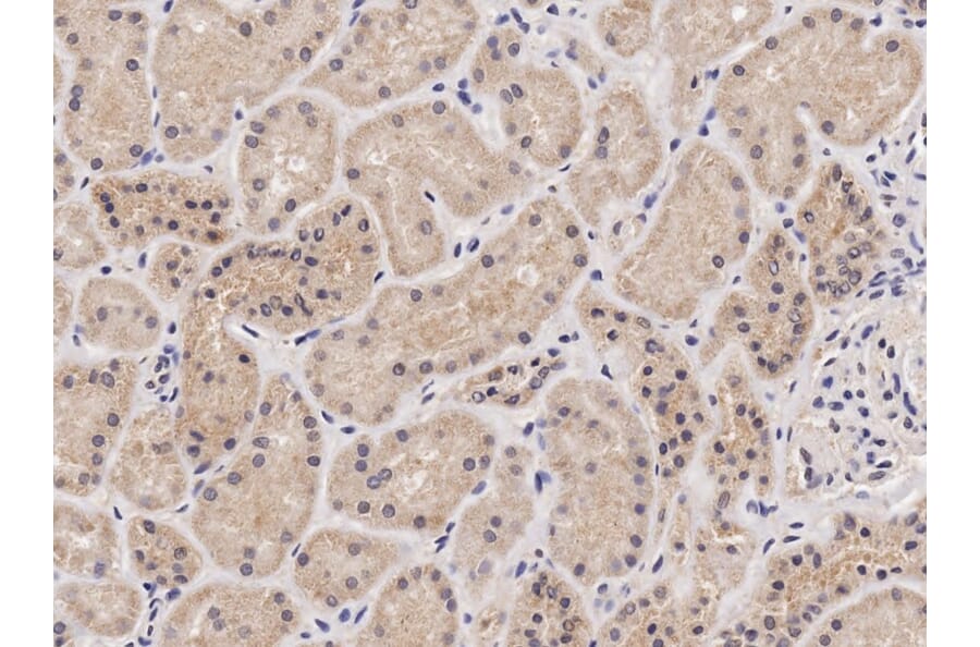 Immunohistochemistry - Anti-NIPBL Antibody (A82755) - Antibodies.com