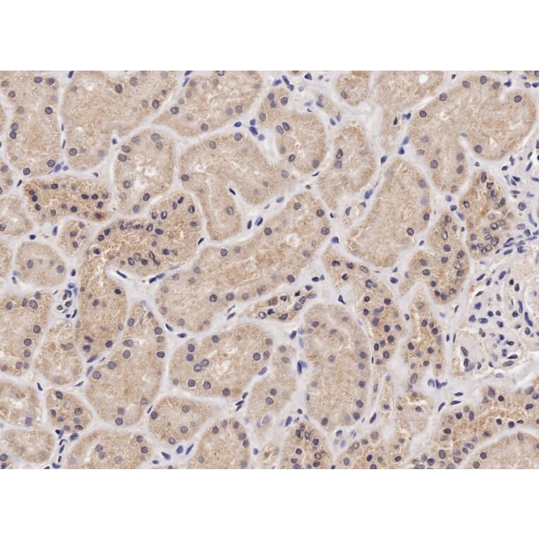 Immunohistochemistry - Anti-NIPBL Antibody (A82755) - Antibodies.com