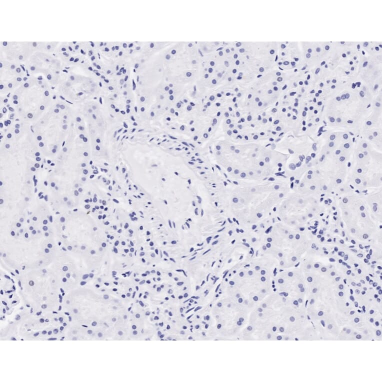 Immunohistochemistry - Anti-NIPBL Antibody (A82755) - Antibodies.com