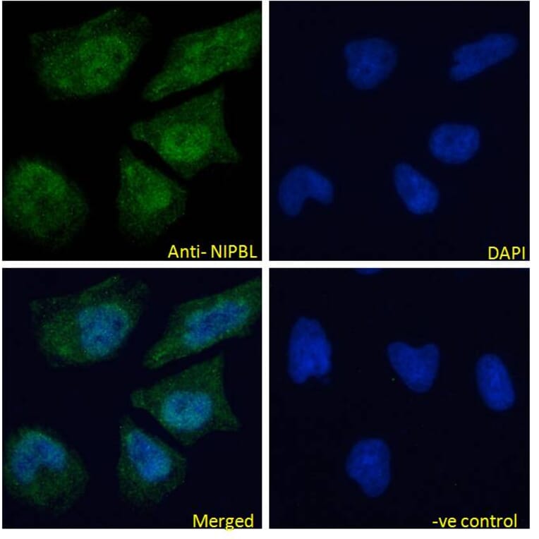 Immunofluorescence - Anti-NIPBL Antibody (A82755) - Antibodies.com