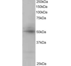 Western Blot - Anti-AIBZIP Antibody (A82756) - Antibodies.com