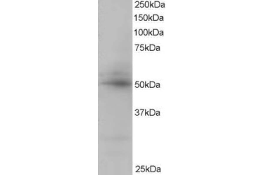 Western Blot - Anti-AIBZIP Antibody (A82756) - Antibodies.com