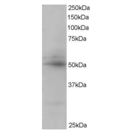 Western Blot - Anti-AIBZIP Antibody (A82756) - Antibodies.com