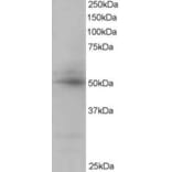 Western Blot - Anti-AIBZIP Antibody (A82756) - Antibodies.com