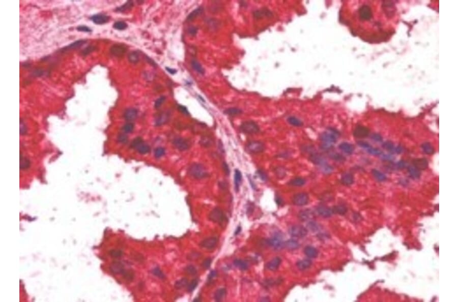 Immunohistochemistry - Anti-AIBZIP Antibody (A82756) - Antibodies.com