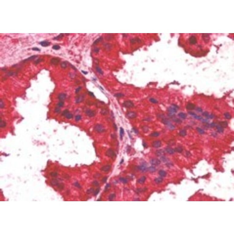 Immunohistochemistry - Anti-AIBZIP Antibody (A82756) - Antibodies.com
