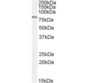 Western Blot - Anti-GAB2 Antibody (A82758) - Antibodies.com