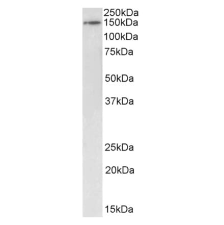 Western Blot - Anti-Brd4 Antibody (A82759) - Antibodies.com