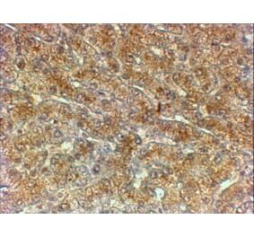 Immunohistochemistry - Anti-ATG4A Antibody (A82761) - Antibodies.com