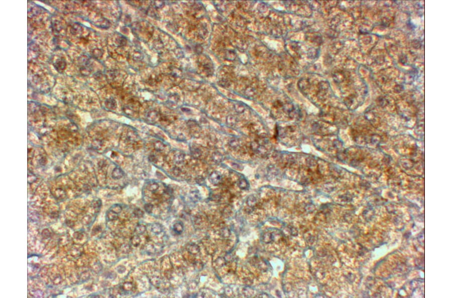 Immunohistochemistry - Anti-ATG4A Antibody (A82761) - Antibodies.com