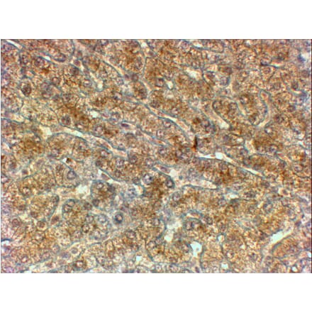 Immunohistochemistry - Anti-ATG4A Antibody (A82761) - Antibodies.com