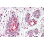Immunohistochemistry - Anti-MRP8 Antibody (A82762) - Antibodies.com