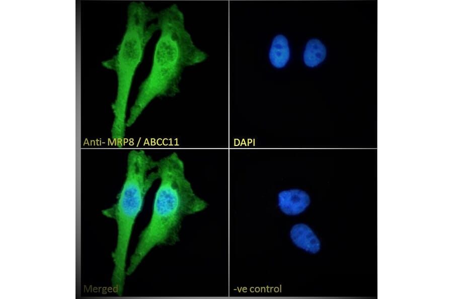 Immunofluorescence - Anti-MRP8 Antibody (A82762) - Antibodies.com