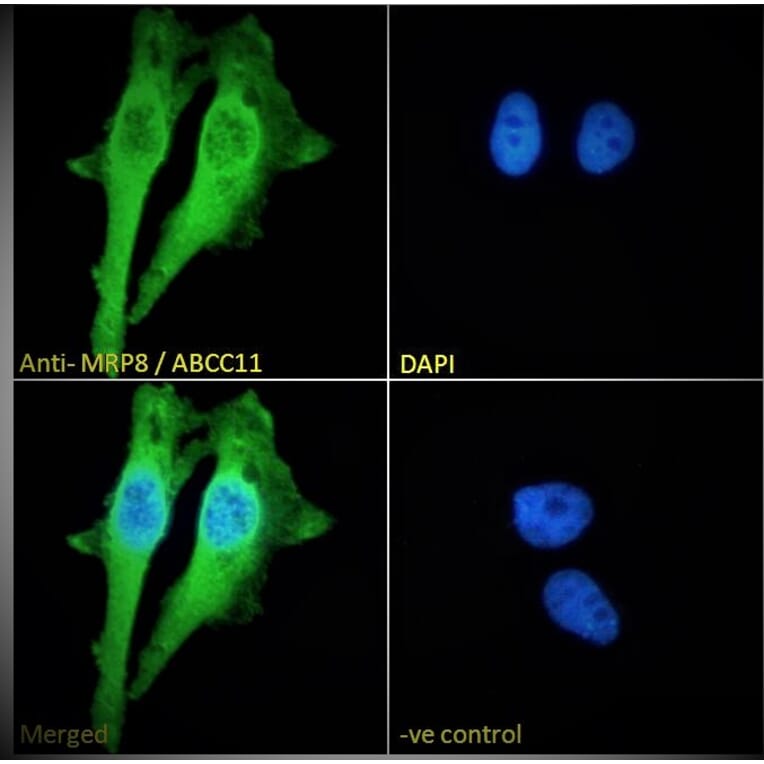 Immunofluorescence - Anti-MRP8 Antibody (A82762) - Antibodies.com