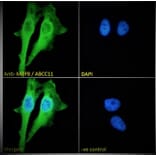 Immunofluorescence - Anti-MRP8 Antibody (A82762) - Antibodies.com