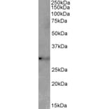 Western Blot - Anti-TSPAN14 Antibody (A82765) - Antibodies.com