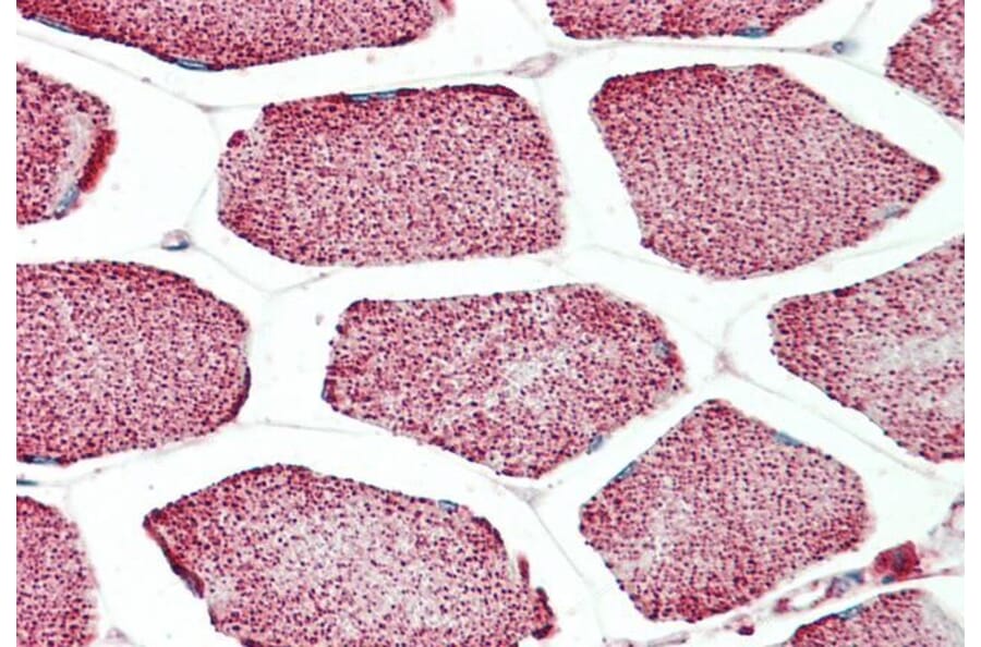 Immunohistochemistry - Anti-APOL4 Antibody (A82768) - Antibodies.com
