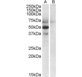 Western Blot - Anti-APOL4 Antibody (A82768) - Antibodies.com