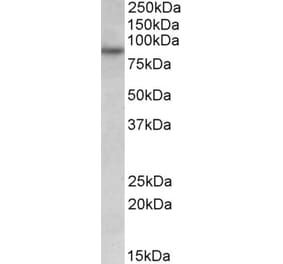 Western Blot - Anti-RUFY1 Antibody (A82769) - Antibodies.com