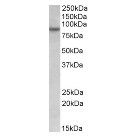 Western Blot - Anti-RUFY1 Antibody (A82769) - Antibodies.com