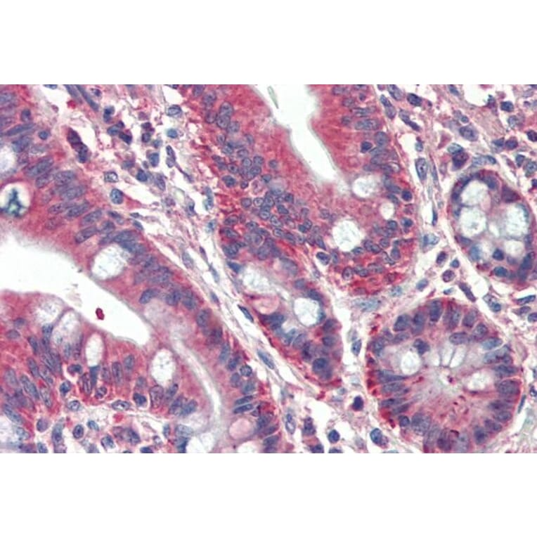 Immunohistochemistry - Anti-RUFY1 Antibody (A82769) - Antibodies.com