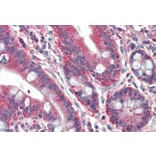 Immunohistochemistry - Anti-RUFY1 Antibody (A82769) - Antibodies.com
