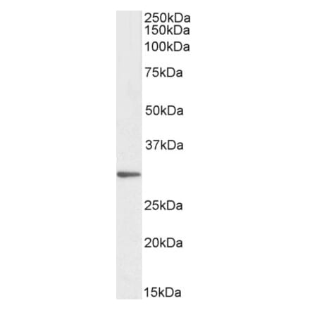Western Blot - Anti-PTGES2 Antibody (A82770) - Antibodies.com