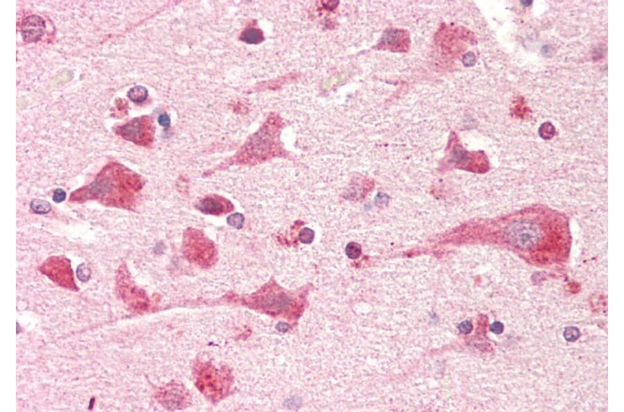 Immunohistochemistry - Anti-PTGES2 Antibody (A82770) - Antibodies.com