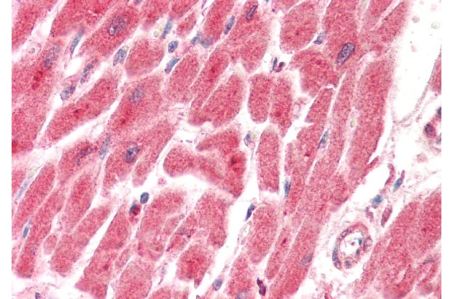 Immunohistochemistry - Anti-PTGES2 Antibody (A82770) - Antibodies.com