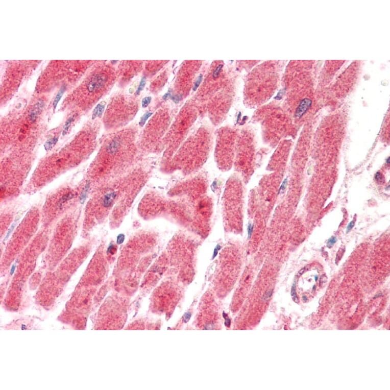 Immunohistochemistry - Anti-PTGES2 Antibody (A82770) - Antibodies.com