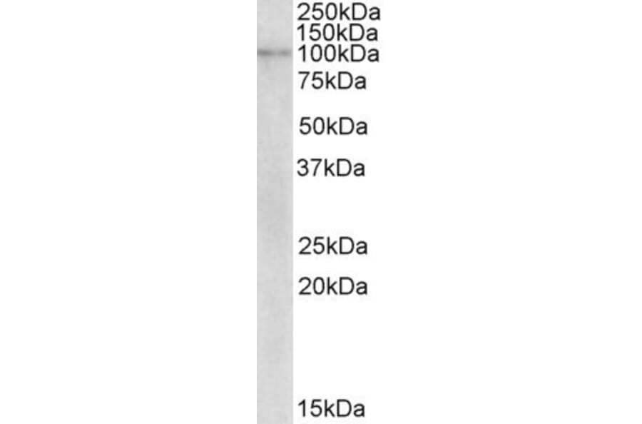 Western Blot - Anti-NLRX1 Antibody (A82771) - Antibodies.com