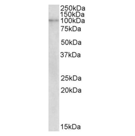 Western Blot - Anti-NLRX1 Antibody (A82771) - Antibodies.com