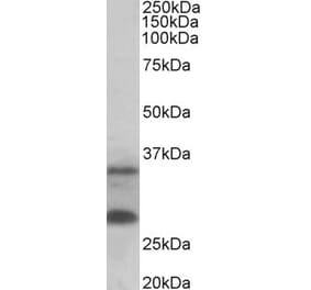 Western Blot - Anti-C16orf57 Antibody (A82772) - Antibodies.com