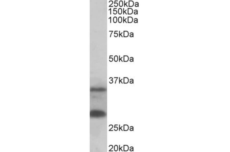 Western Blot - Anti-C16orf57 Antibody (A82772) - Antibodies.com