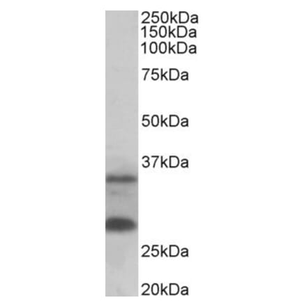 Western Blot - Anti-C16orf57 Antibody (A82772) - Antibodies.com